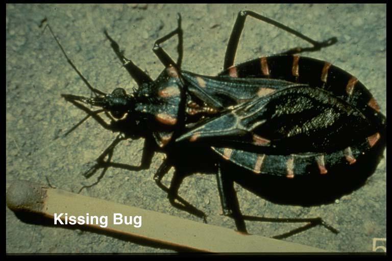 Bedbugs and kissing bugs Kissing bugs or assassin bugs vector for American trypanosomiasis or Chagas disease caused by the