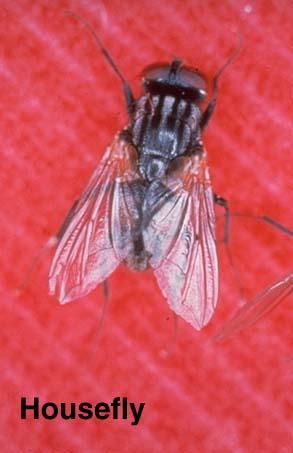 Flies Common house flies (Musca domestica) important vectors of infectious disease organisms and