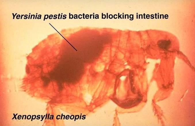 Fleas Important species for public health Pulex irritans: