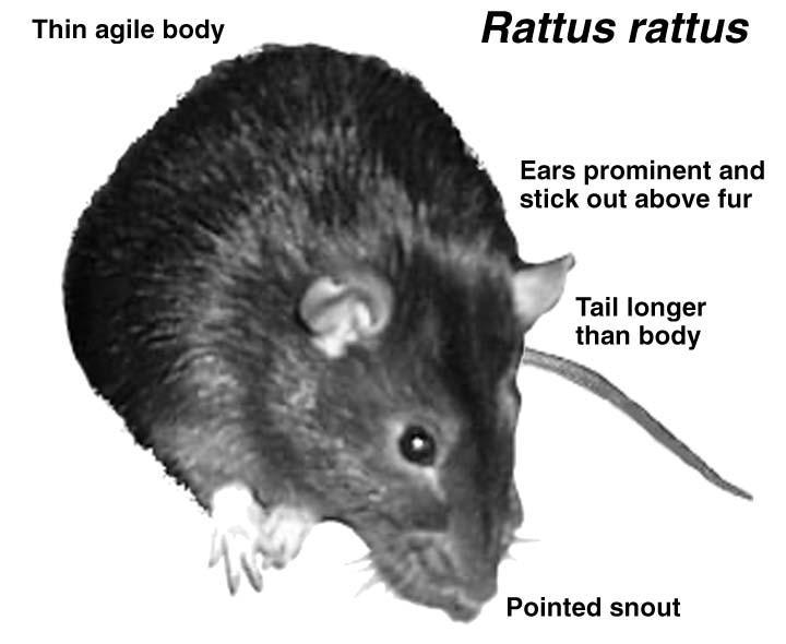 Rodents as pests Roof rat (Rattus rattus) attics or barns pointed