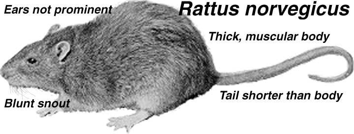 Rodents as pests Norway rat (Rattus norvegicus) under foundations, along river banks, sewers,