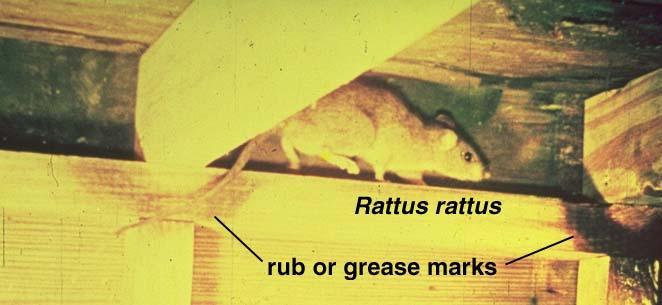 Controlling rodent populations Establish