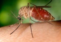 disease vectors Yellow fever / dengue