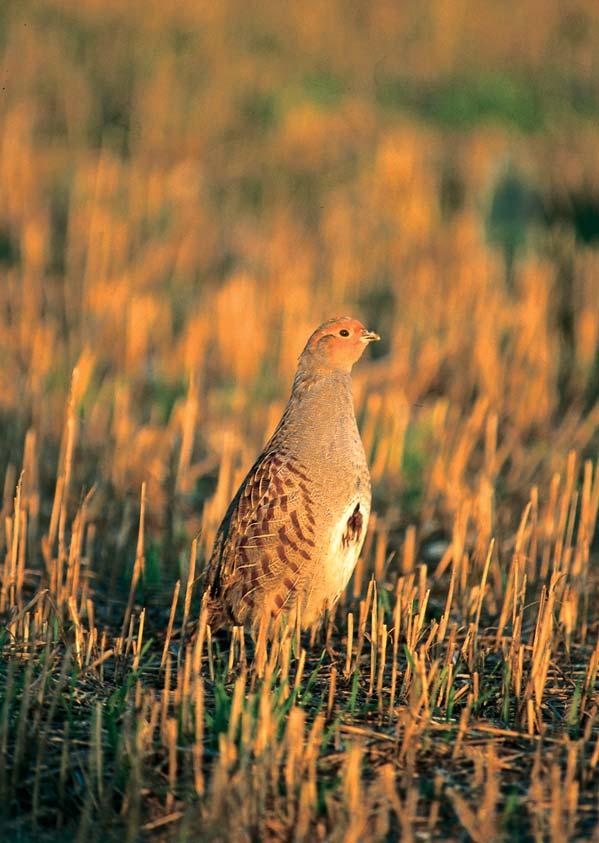 Conserving the grey partridge A practical guide produced by