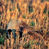The decline of a common farmland bird The grey partridge originated as a grassland bird on the open, largely treeless, steppe.