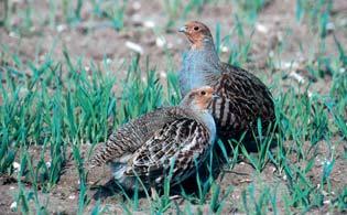 Further, many farms are now specialised arable enterprises and partridge coveys have lost the opportunity to share food provided for livestock wintering outdoors.