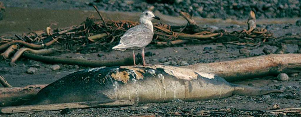 Identification and ageing of Glaucous-winged Gull and hybrids Enno B Ebels, Peter Adriaens & Jon R King G laucous-winged Gull Larus glaucescens breeds around the northern Pacific, from northern