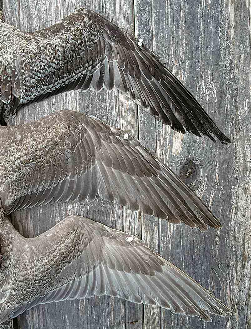 299 Presumed hybrid Glaucous-winged x American Herring Gull / Beringmeeuw x Amerikaanse Zilvermeeuw Larus glaucescens x smithsonianus, second calendar-year, Petaluma, Sonoma County, California, USA,