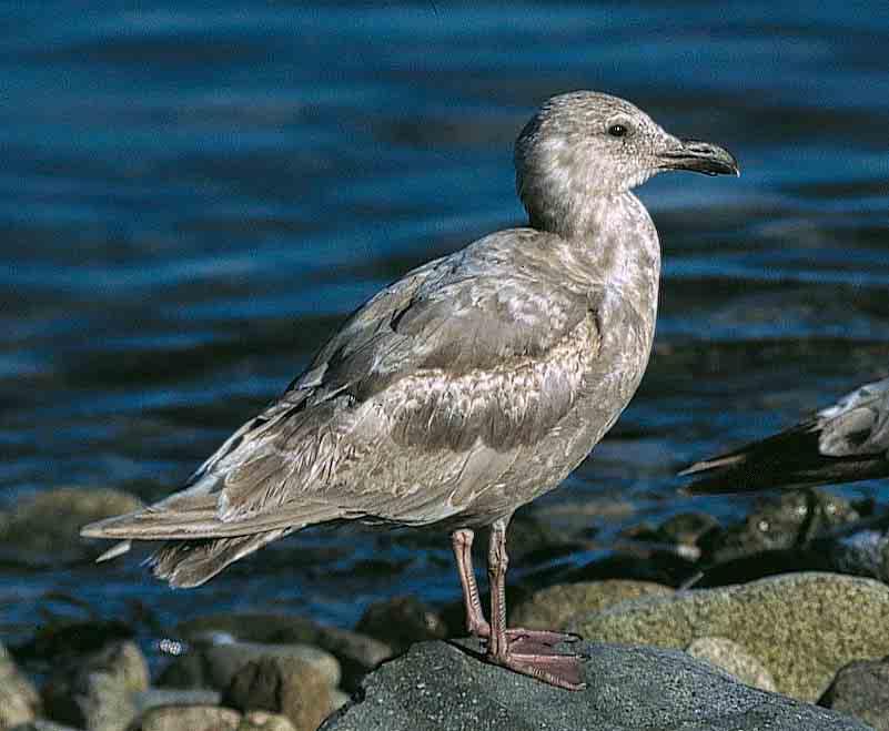 305 Glaucous-winged Gull / Beringmeeuw Larus glaucescens, second calendar-year, (right), with American Herring Gull / Amerikaanse Zilvermeeuw L