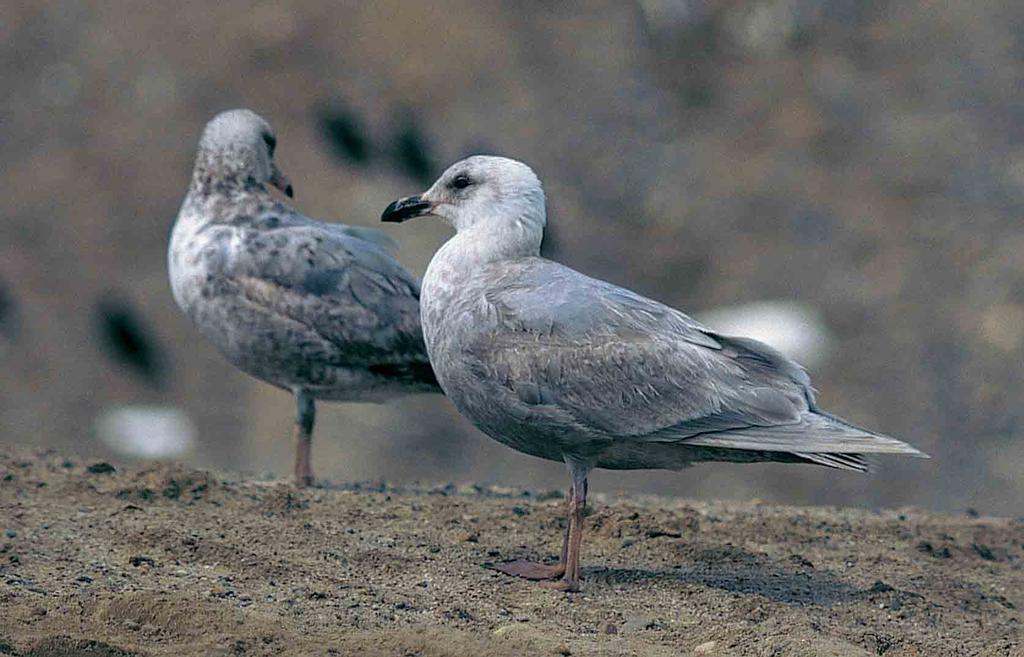 Note overall plain-looking plumage and adult-type pale grey mantlefeathers.