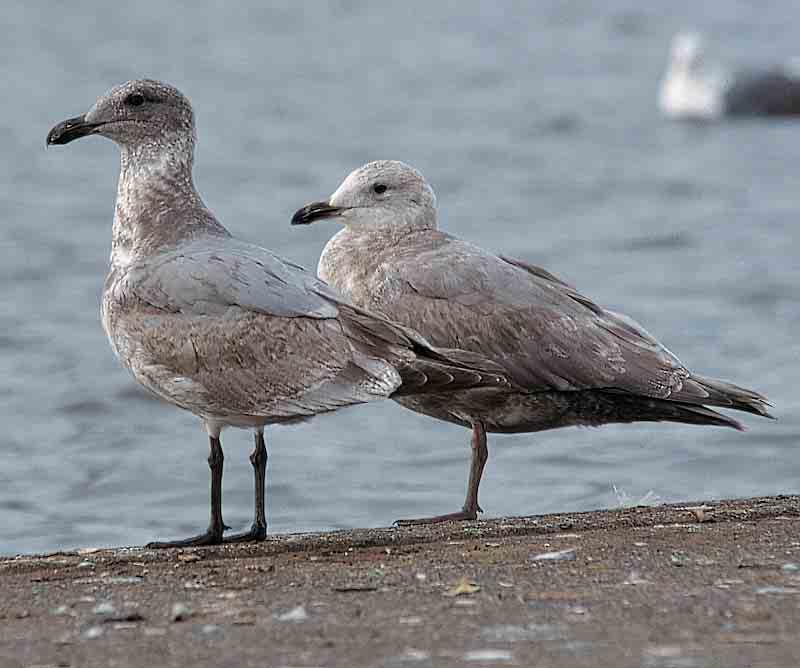 Overall pallid appearance suggesting Glaucous Gull but bill pattern intermediate and new grey upperpart-feathers typical of Glaucous-winged Gull 311 Hybrid Glaucous-winged x Western Gull