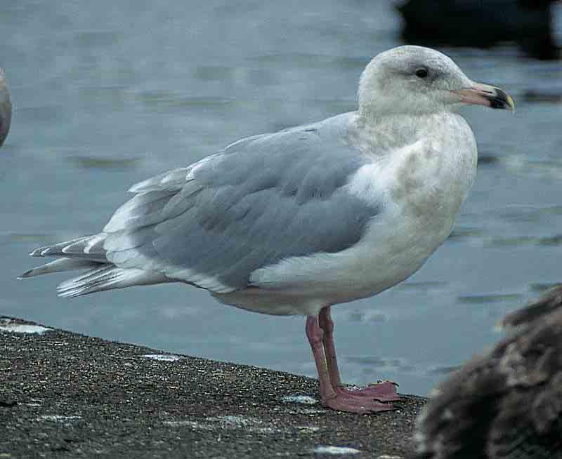 Photographs of (presumed) hybrids Glaucous x European Herring Gull can be found at: http://www.zoo.uib.no/~falken/gull/artsindex.