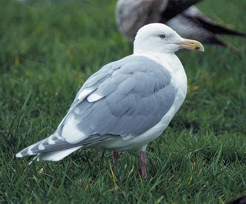 Moult and plumages After the views of Howell (2001), Glaucouswinged Gull belongs to a group of medium-sized and large gulls which undergo a moderate-toextensive post-juvenile moult including most