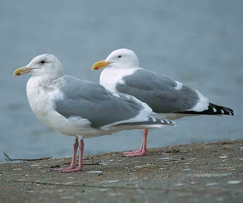 This moult pattern is shared with many large white-headed gulls whereas the white-winged gulls (Glaucous, Iceland L glaucoides glaucoides, Kumlien s L g kumlieni and Thayer s Gulls L g thayeri) have