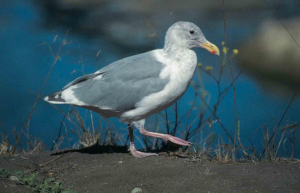 284 Glaucous-winged Gull / Beringmeeuw Larus glaucescens, adult, Monterey, California, USA, 10 October 1991