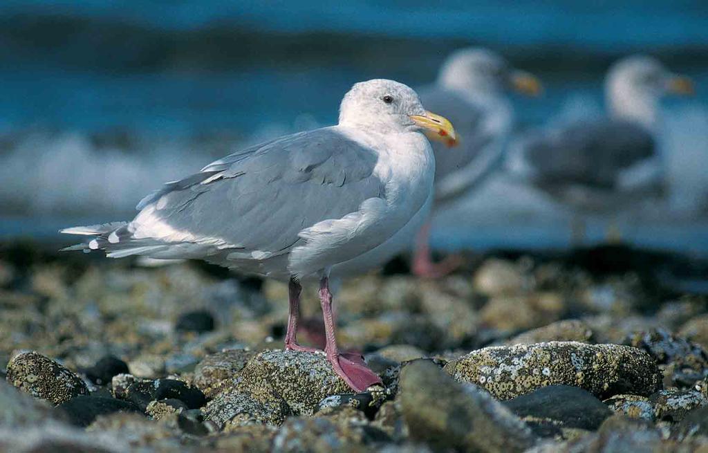 Note small dark eye and long, slightly drooping, bill 285 Glaucous-winged Gull / Beringmeeuw Larus