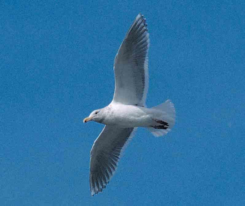 show a more limited post-juvenile moult. In Glaucous-winged Gull, a limited post-juvenile moult may be more regular than in these other three species (Klaus Malling Olsen in litt).