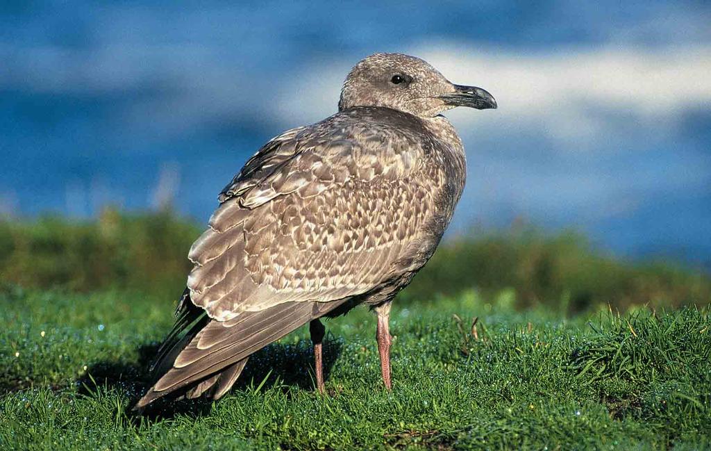 289 Glaucous-winged Gull / Beringmeeuw Larus glaucescens, first calendar-year, Faralllon Island, California, USA, 15 October 1997 (Jon R King).