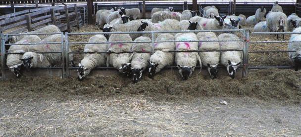 Improving flock potential before lambing Prolapse The incidence of vaginal prolapse in ewes during late gestation is an increasing problem with significant losses of ewes and their litters.