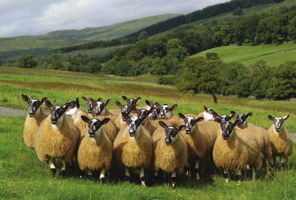 Ewe management during pregnancy Simple ways to improve the number of lambs born Correct ewe management during pregnancy can considerably improve the numbers of lambs born.