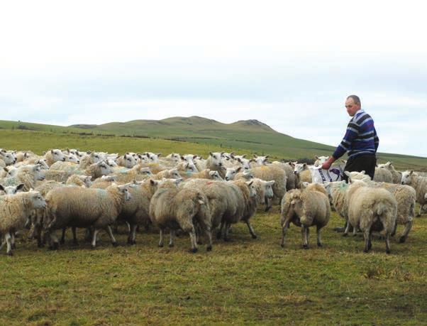 Ewe management during pregnancy Ensure that ewes are fit for lambing Pregnancy scan ewes between 45-90 days of gestation so that barren ewes can be removed and litter sizes identified.