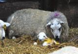 of lubrication and inject the ewe with an antibiotic to prevent infections Immerse the navel in strong, veterinary grade iodine within the first 15 minutes and again 2-4 hours later to prevent