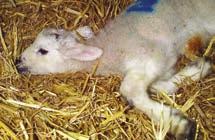 Common infections at lambing Bacterial infections can cause considerable losses at lambing time.
