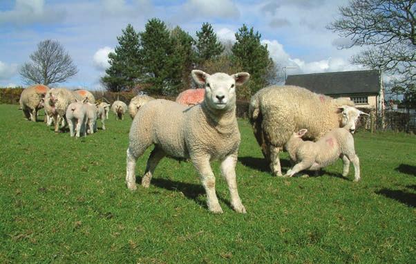 Maximising potential post-lambing Once the first few days have passed postlambing, the chance of lamb survival is significantly improved.