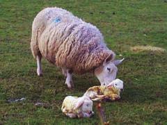 Maximising potential in indoor and outdoor lambing situations Whilst many hill flocks already lamb outdoors, increased numbers of flocks are looking to lamb outdoors to save on feed and labour costs.