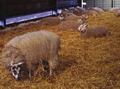 extreme temperatures Provides access to feed as required Close contact with other ewes may make ewe to lamb bonding more problematic Requires optimum space in lambing pens to avoid ewes lying on