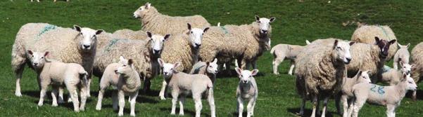 Simple ways to help improve lamb numbers Whilst some level of loss is unavoidable, many losses can be reduced by implementing careful management of ewes and ewe lambs before and during pregnancy.