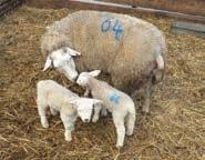 Improving conception rates and lamb survival can have a major impact on flock potential.