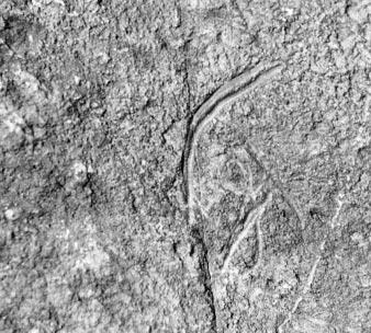 At present, the Charnian fauna (and its correlatives overseas) remains a unique assemblage of very late Precambrian forerunners to the rest of the fossil record, possibly Cnidarians (Coelenterates),