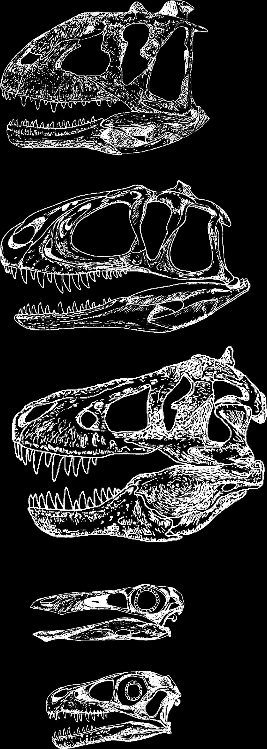 bone. Because of the close relationship between birds and other coelurosaurs, and because of the possible need for an insulating integument in these possibly endothermic ( warm blooded ) animals, it