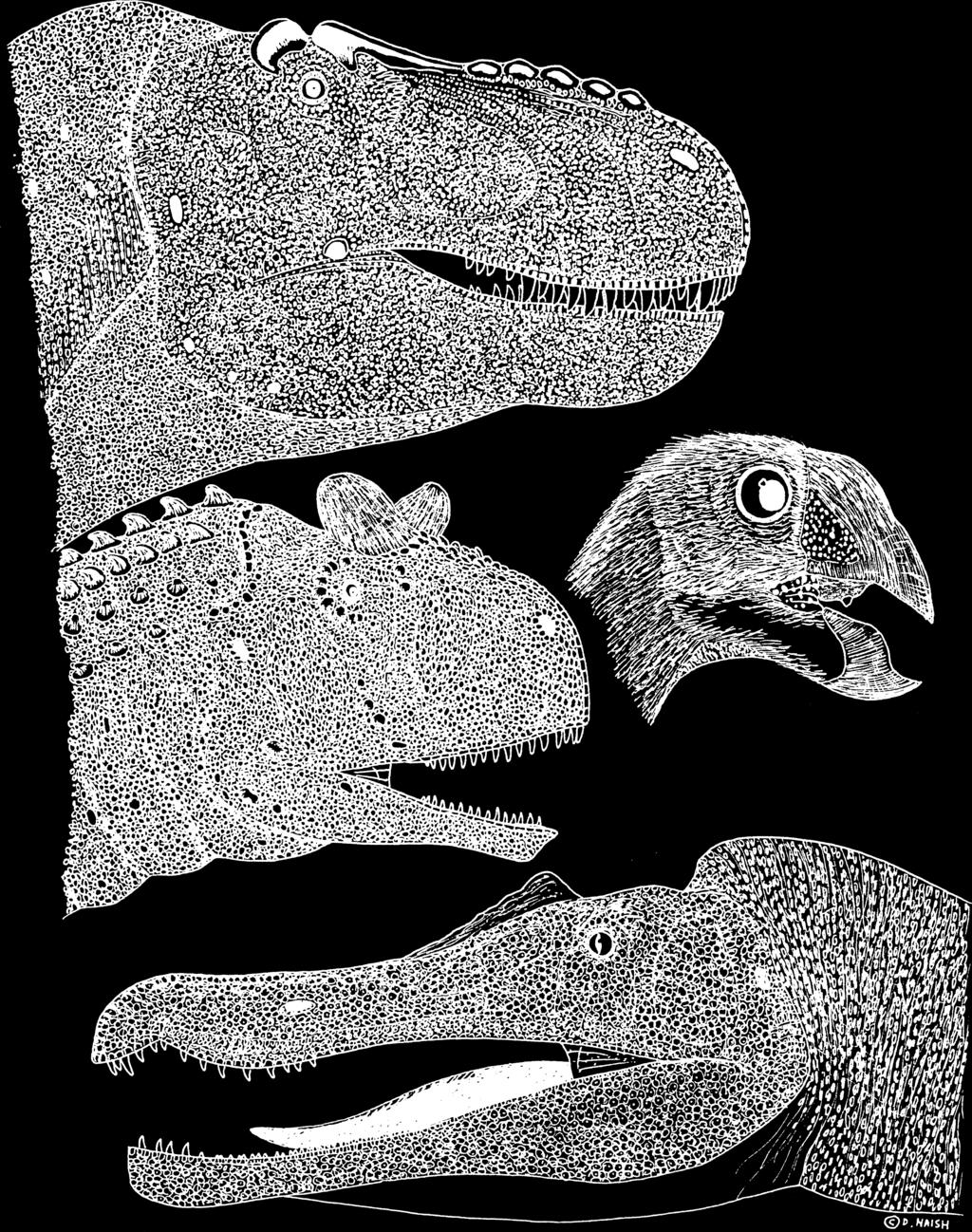 Fig. 5. Diversity in the heads of theropods.