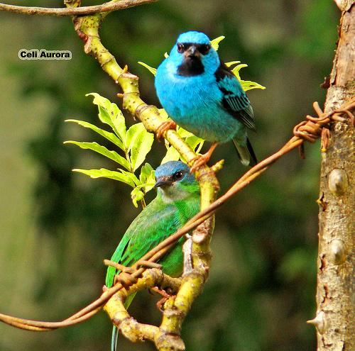 Dacnis cayana (Blue Dacnis or Turquoise Honeycreeper) Family: Thraupidae (Tanagers and Honeycreepers) Order: Passeriformes (Perching Birds) Class: Aves (Birds) Fig.1.