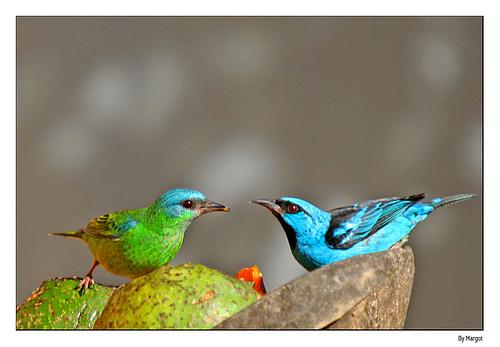 ANTIPREDATOR BEHAVIOUR. Most bird species join a flock for predator avoidance and so has the blue dacnis.