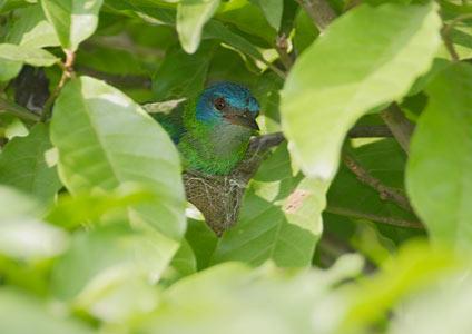 Fig. 3. Female blue dacnis on nest. [http://avesphoto.
