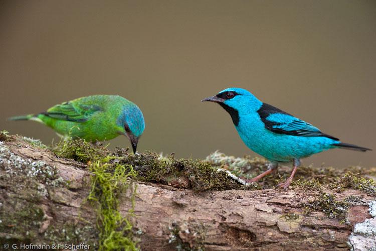 Fig. 5. Female and male blue dacnis searching for materials for nest building. [http://nationalzoo.si.