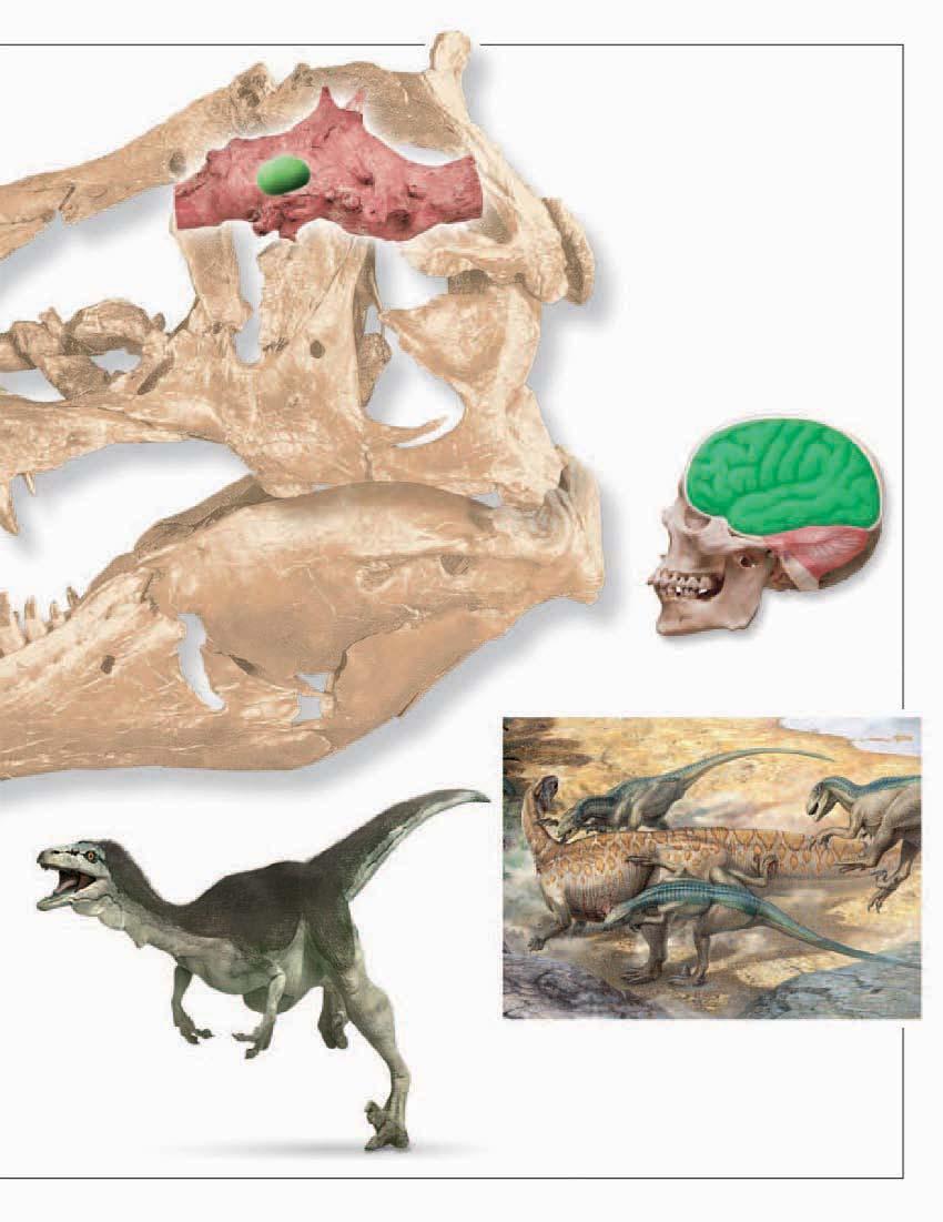 Antorbital fenestra (window in front of opening for eye) Tiny cerebrum Brain cast COMPARING BRAINS Tyrannosaurus s skull was immensely bigger than a human skull, but much of it was taken up by toothy