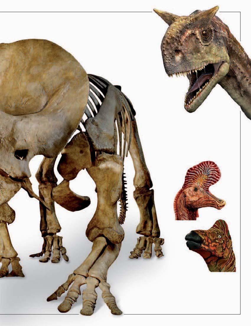 Shield-shaped back of skull Horn jutting from above the eyes Short snout Sharp teeth BULL S HORNS Two short, broad horns like those of a cow stuck out sideways from the head of Carnotaurus.