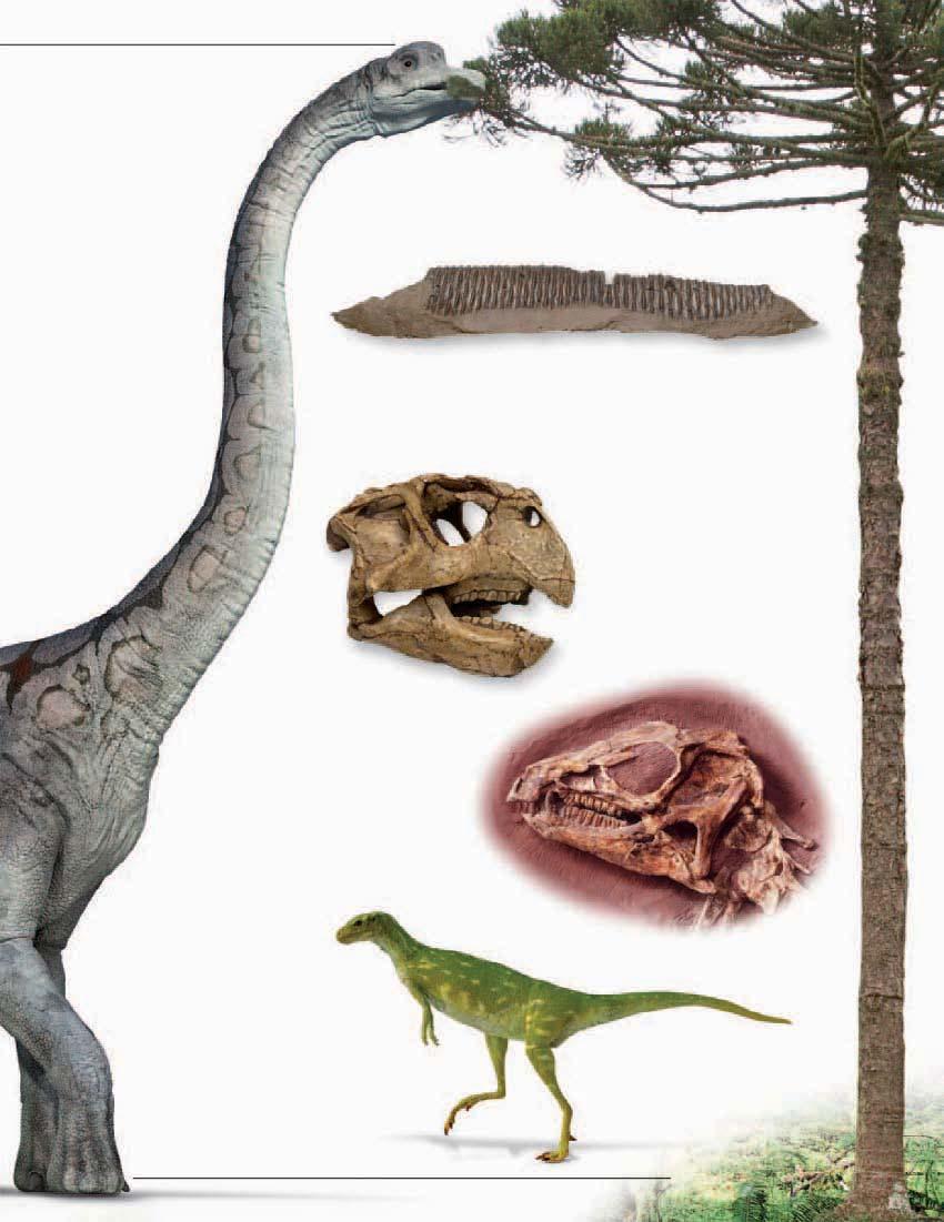 Long neck helped in reaching leaves on treetops TREETOP BROWSER Built like a gigantic giraffe, Brachiosaurus raised its head to browse among the leafy twigs of conifers such as monkey puzzle trees.
