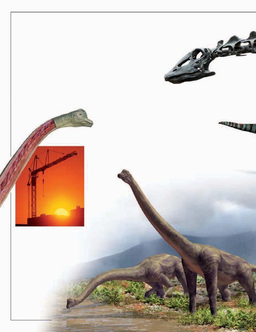 Long and short necks S of all dinosaurs some more than five times as long as a giraffe s.