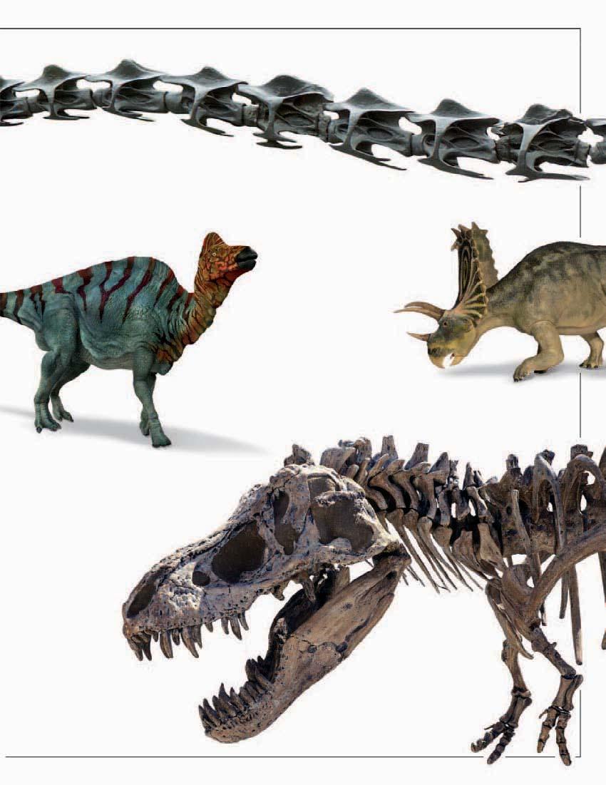 Hollowed-out areas lightened the neck bones Neural spine (ridge rising from vertebra) HIGH REACHER OR HEDGECUTTER? Hollowed-out bones lightened yet strengthened the immensely long neck of Diplodocus.