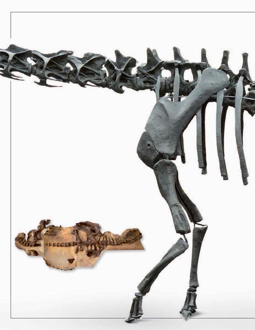 Cervical vertebrae (neck bones) Dorsal vertebrae (backbones) The backbone story T such as a sauropod had to bear an enormous load measuring several tons.