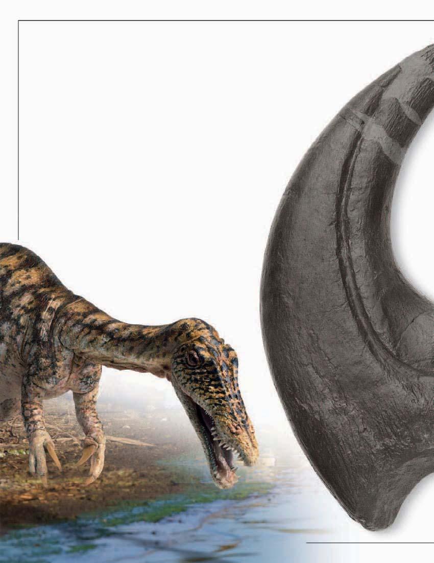 Claws and their uses Curved claw resembles a fishing hook C about how dinosaurs lived.