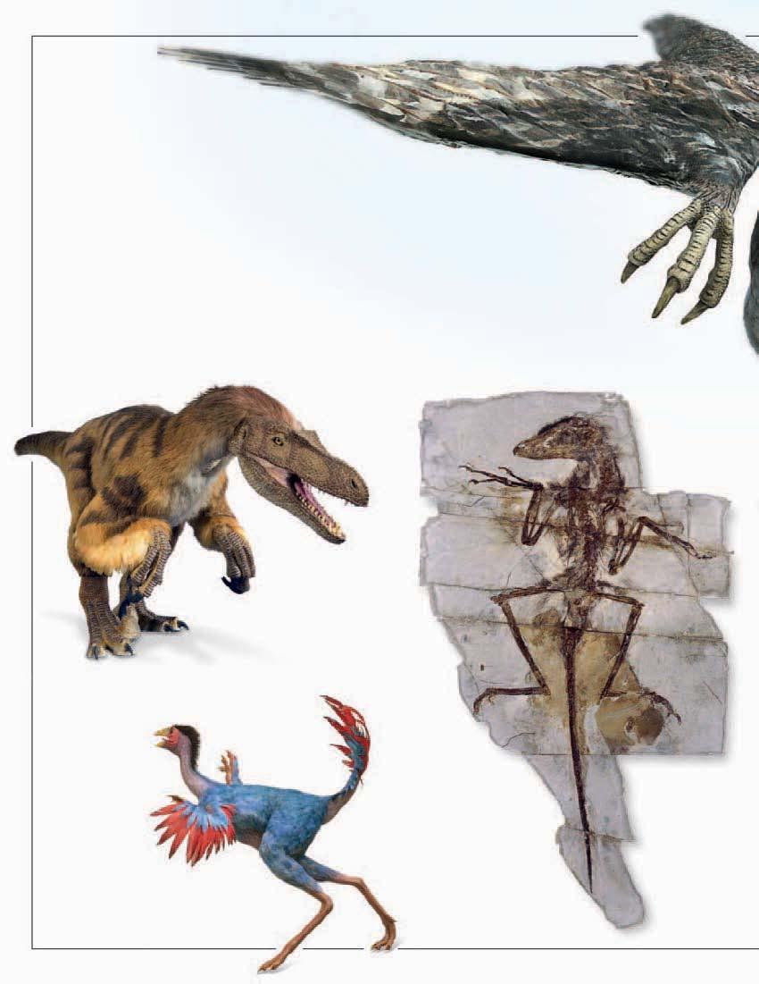 Feathered dinosaurs N the skin of some was covered in down or feathers.