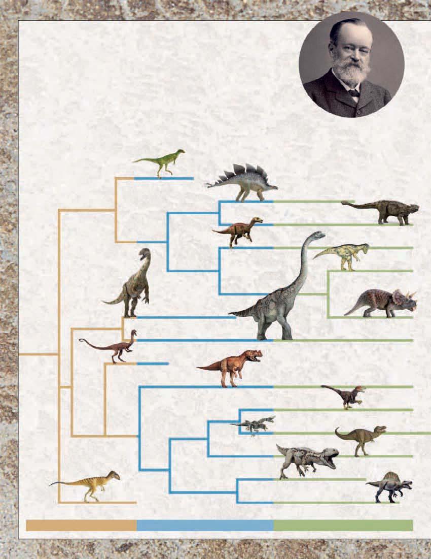 Classification of dinosaurs E is called a species, and one or more related species make up a genus (plural, genera). A species together with all of its descendants forms a group called a clade.