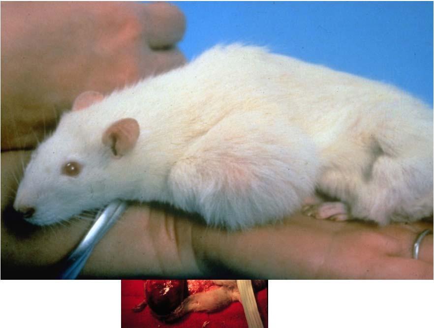 Mammary Gland Tumor Usually benign and encapsulated in rats Most common cause of geriatric