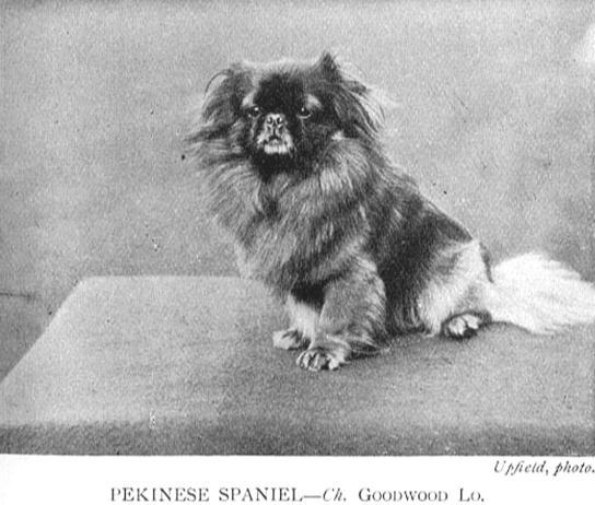 Beijing by British and French soldiers. In those days the breed was known as Pekingese Spaniels, as well as Sun Dogs, Lion Dogs and Pekingese Pugs.